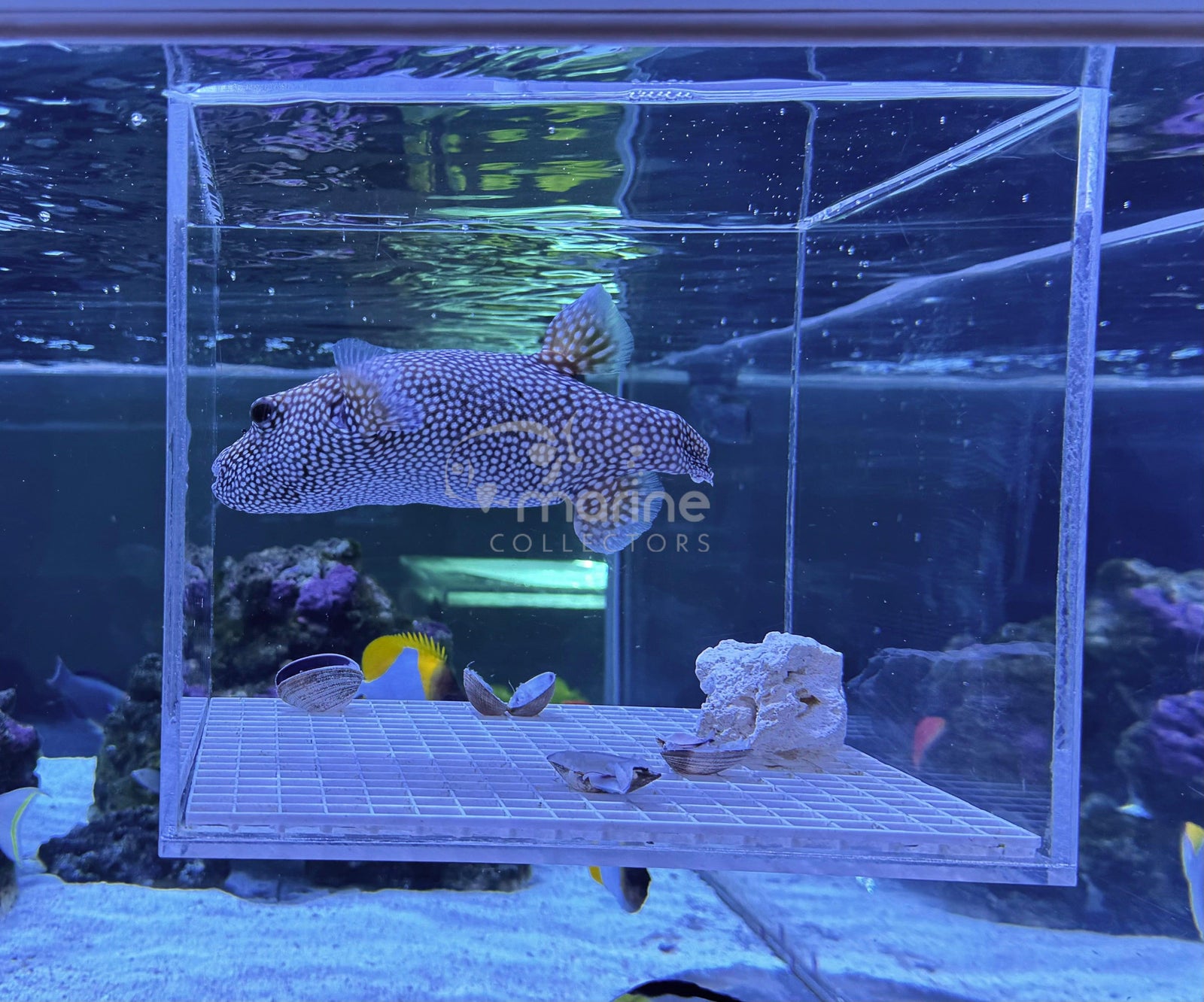 How to Properly Add Fish to Your Aquarium