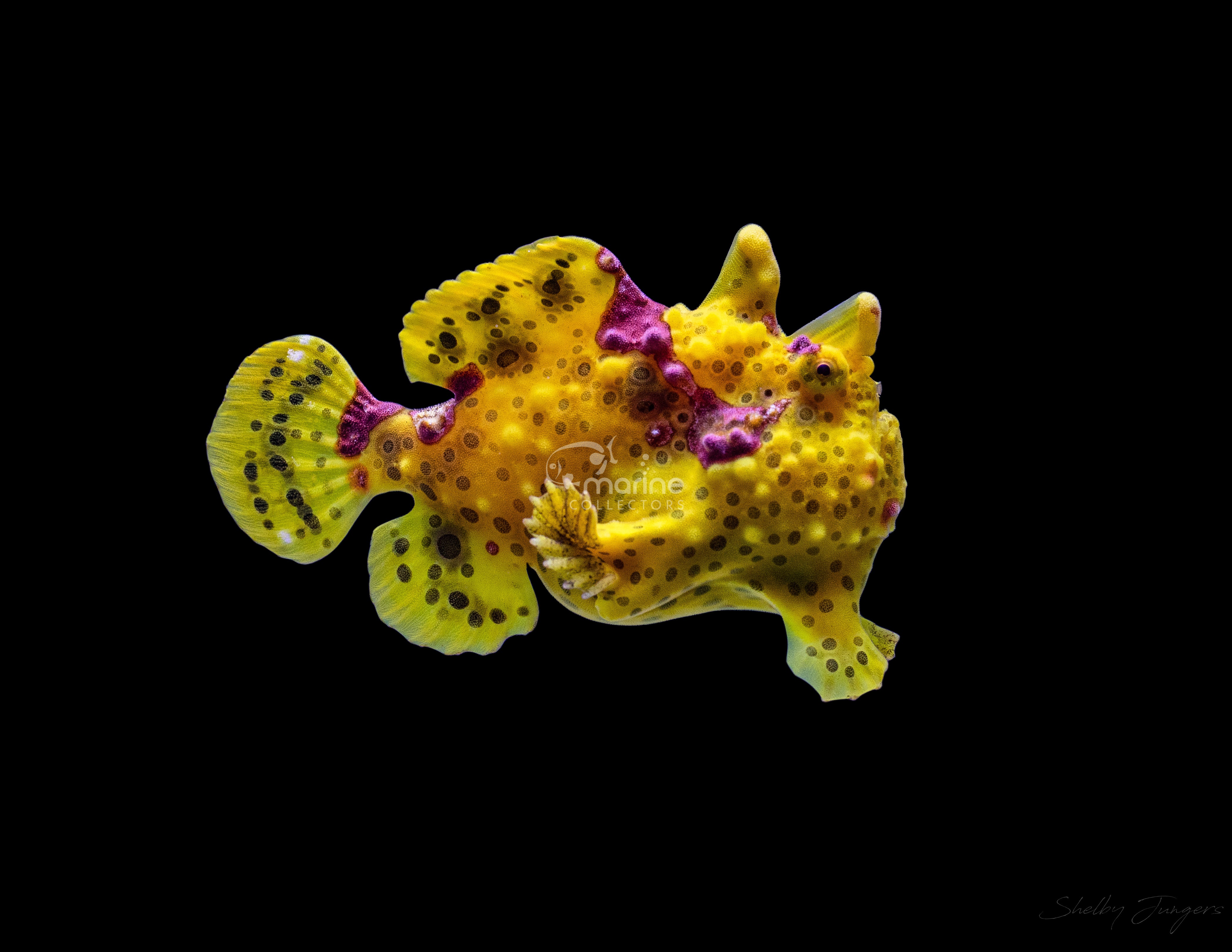 Miscellaneous – Marine Collectors