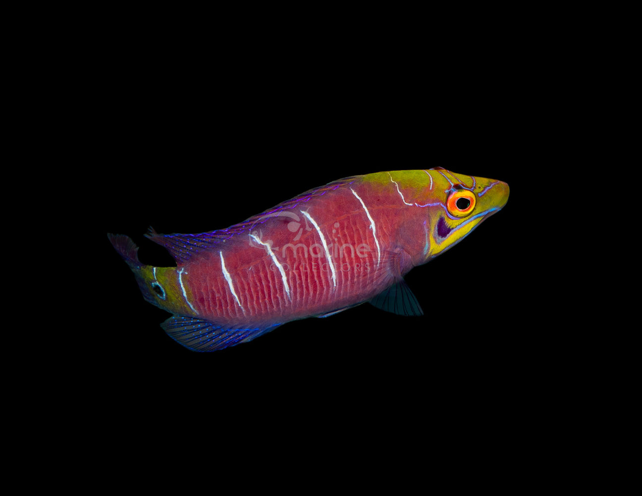 Wrasses