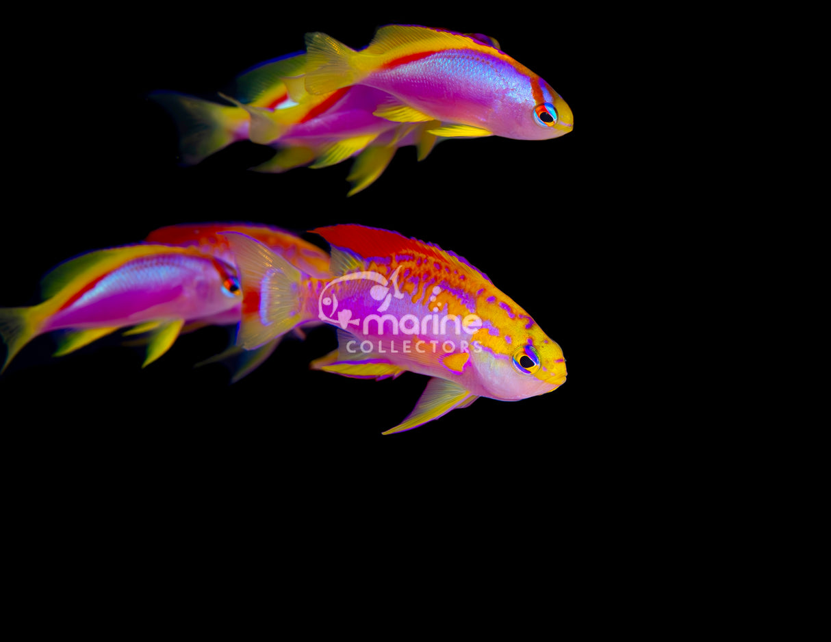 Coral Sea Ventralis Anthias