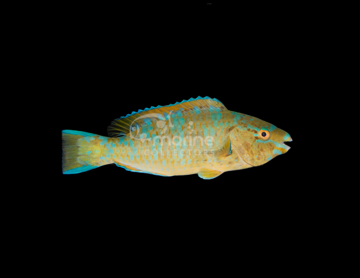 Blue Barred Parrotfish