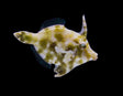 Aiptasia-Eating Filefish-Marine Collectors