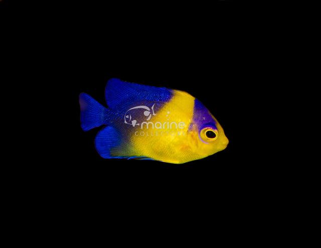 (BA) Venustus Angelfish-Marine Collectors