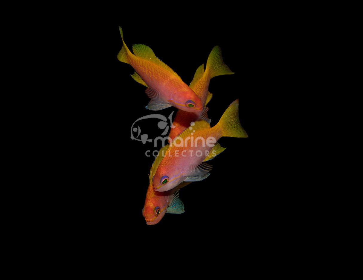 Bimaculatus Anthias-Marine Collectors