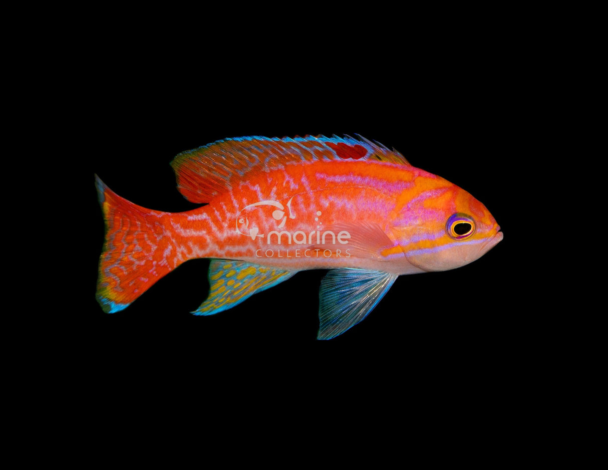 Bimaculatus Anthias-Marine Collectors