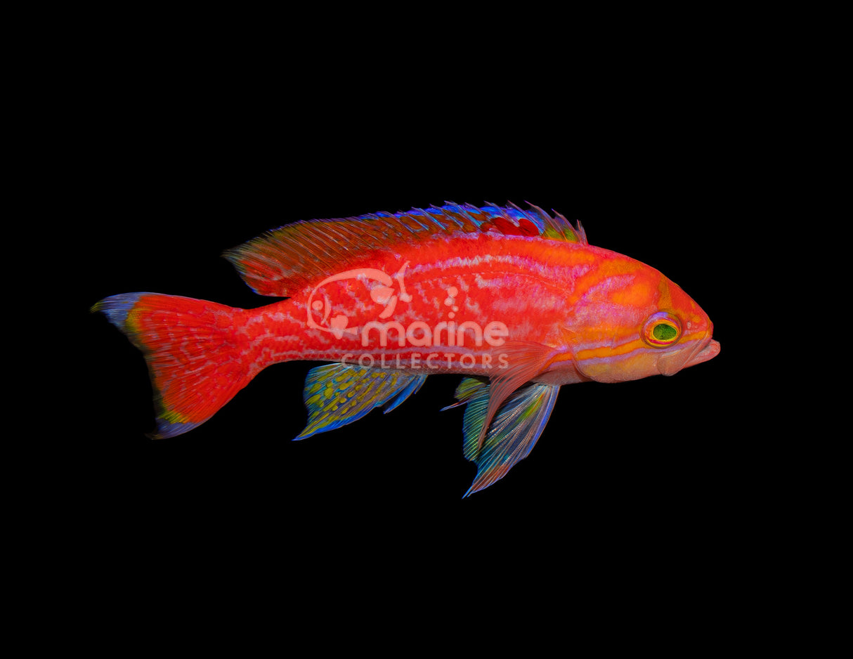 Bimaculatus Anthias-Marine Collectors