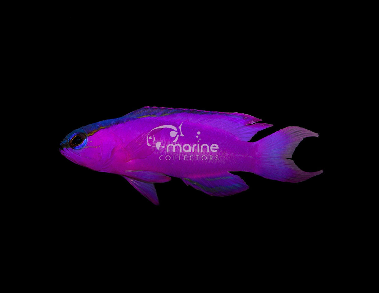 Black Cap Basslet-Marine Collectors