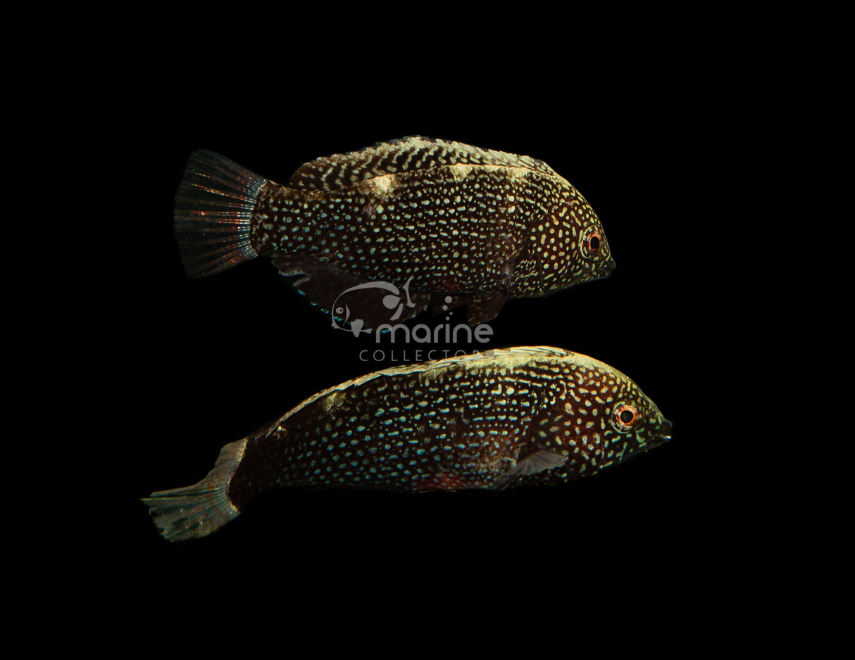 Black Leopard Wrasse