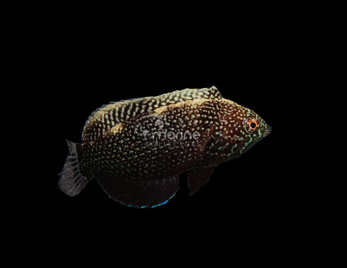 Black Leopard Wrasse