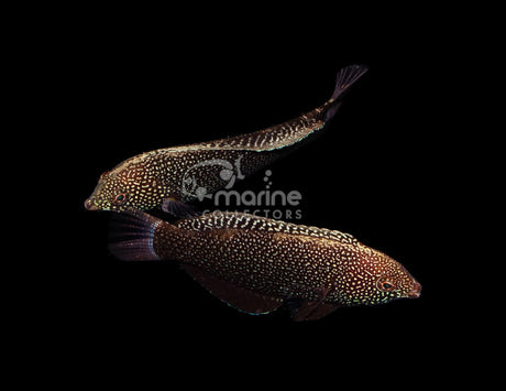 Black Leopard Wrasse-Marine Collectors