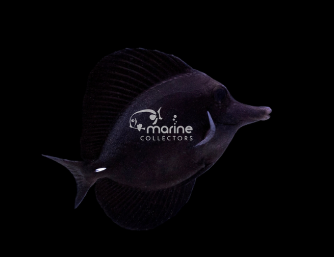 Black Tang-Marine Collectors