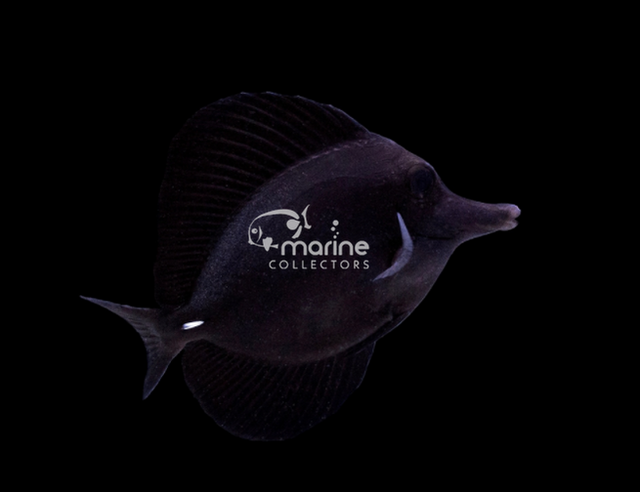 Black Tang-Marine Collectors