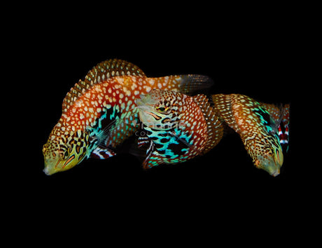 Vermiculate "Blue Star" Leopard Wrasse*