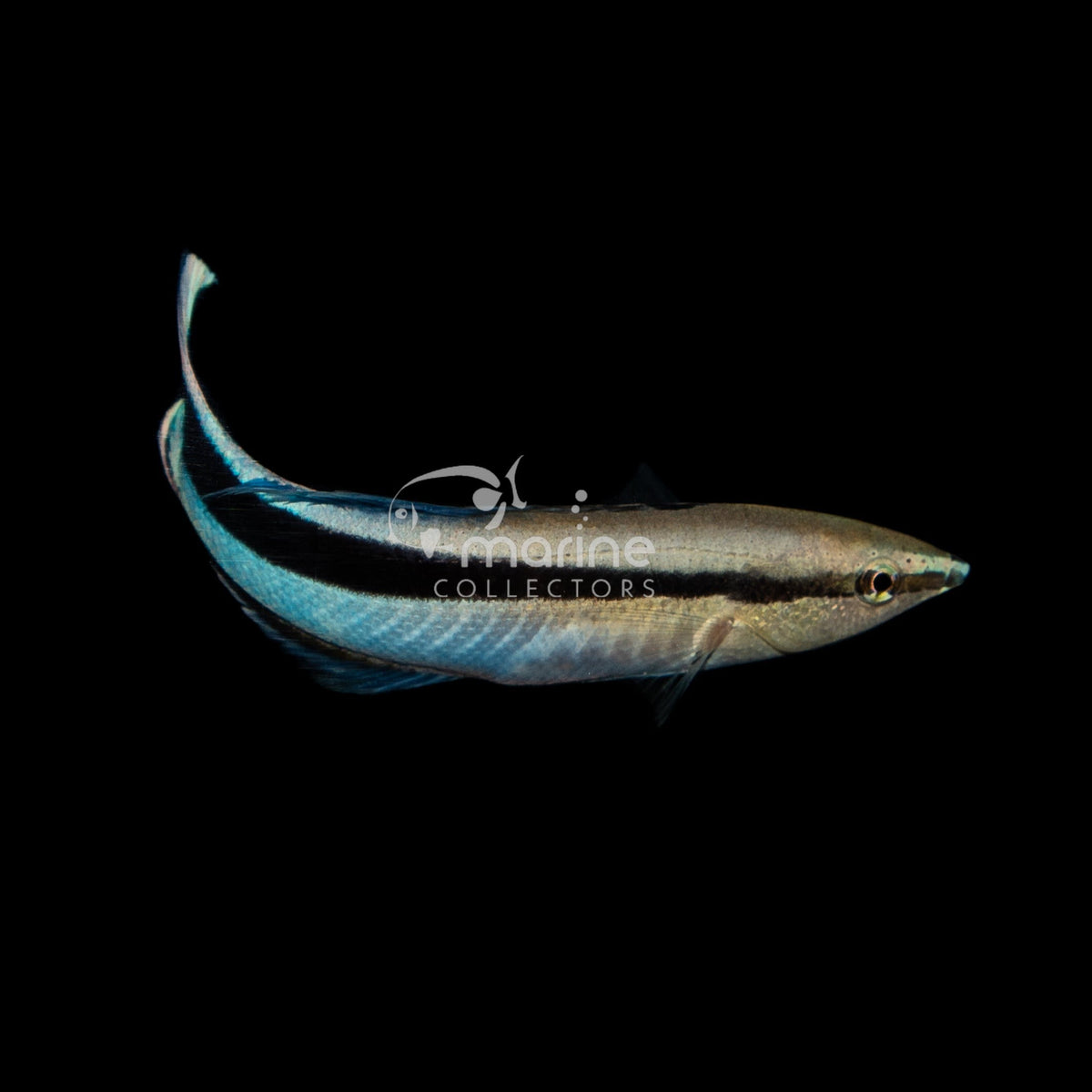 Blue Streak Cleaner Wrasse Saltwater Fish Marine Collectors