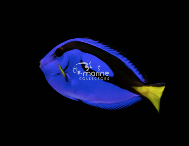 Blue Tang-Marine Collectors