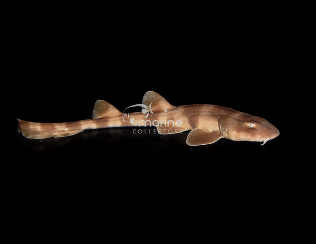 Brown Banded Bamboo Shark-Marine Collectors