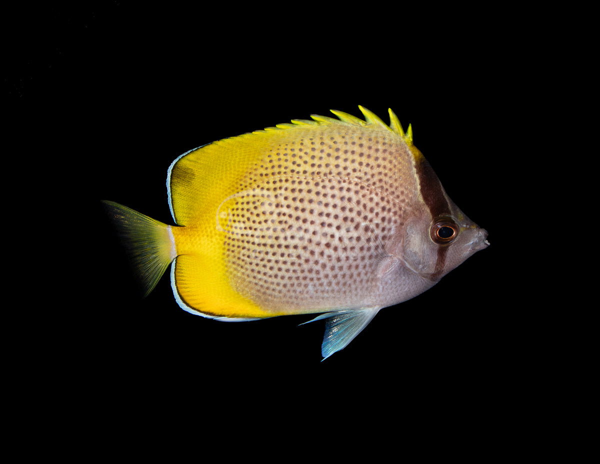 Speckled Citrinellus Butterflyfish