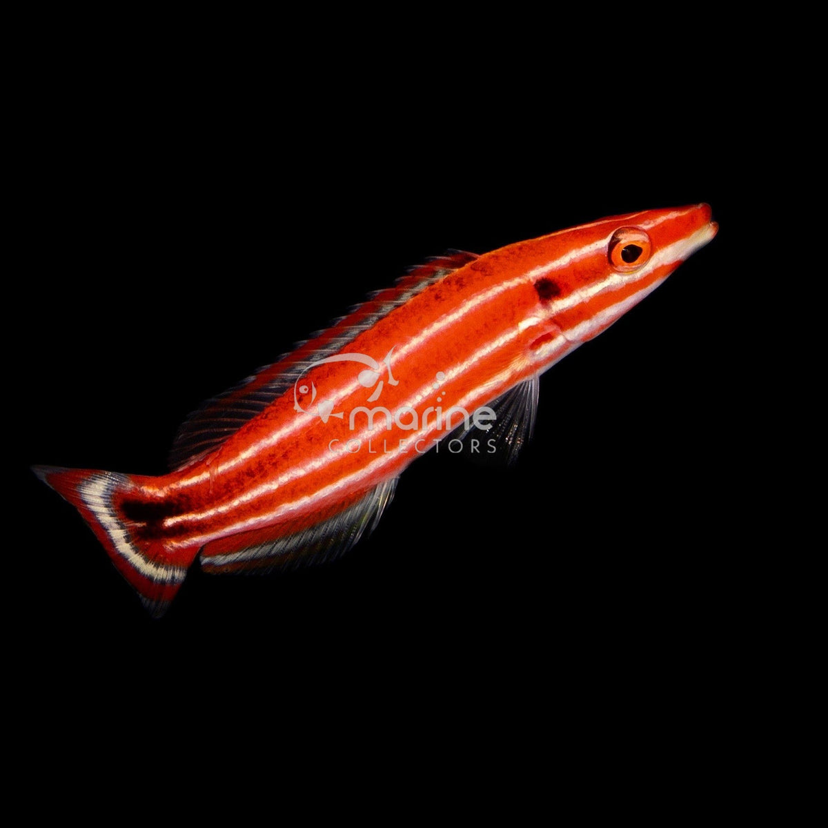 Candy Cane Hogfish Saltwater Fish Marine Collectors