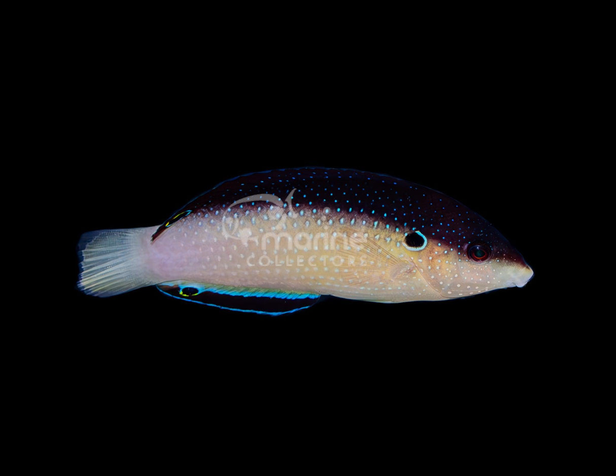 China Wrasse-Marine Collectors