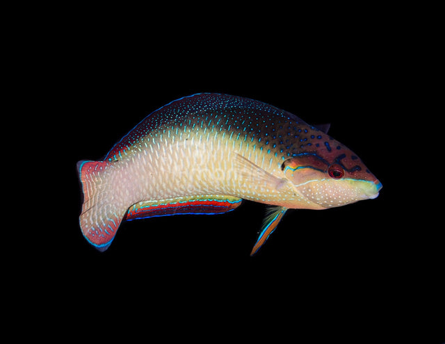 China Wrasse-Marine Collectors