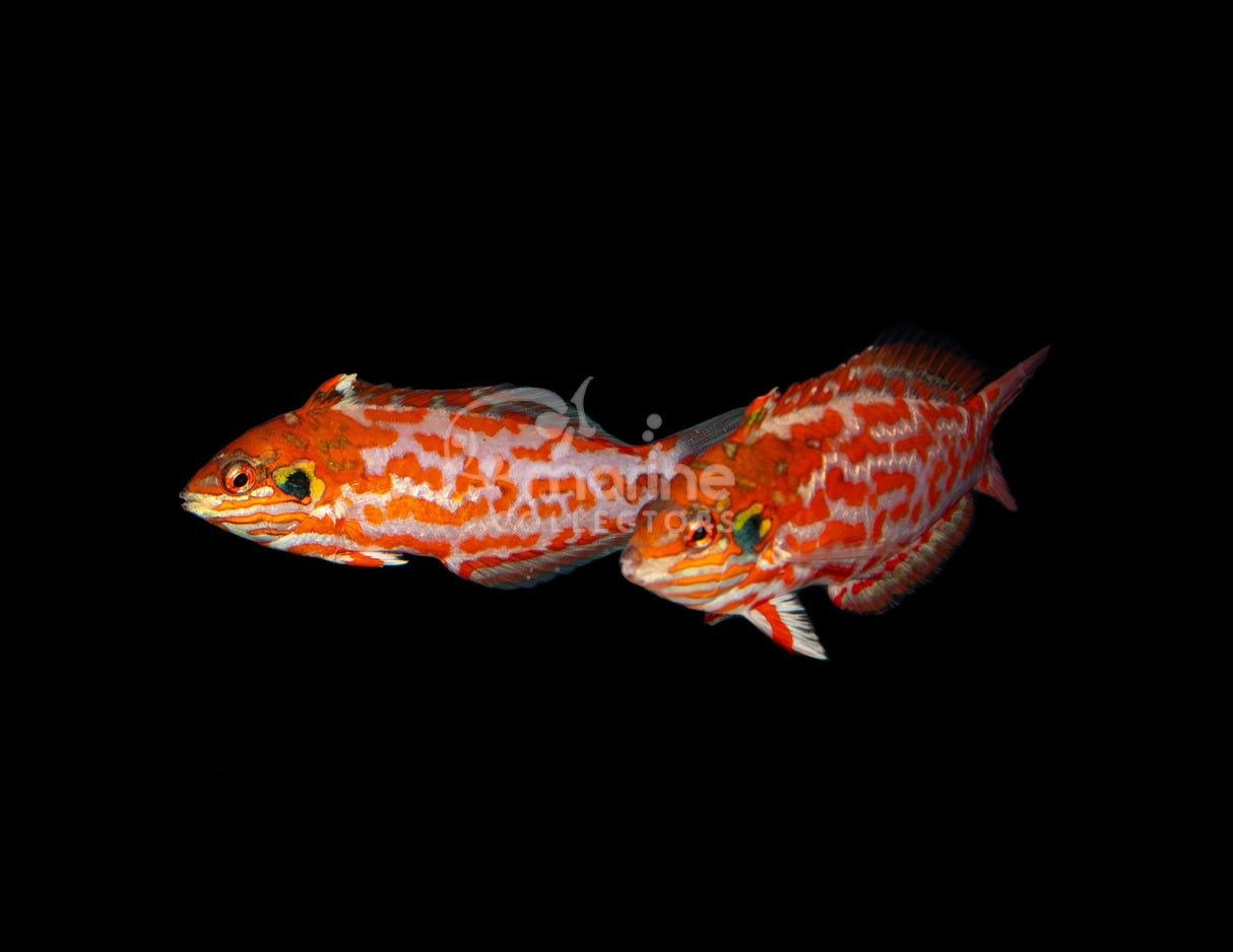 Choat's Leopard Wrasse-Marine Collectors