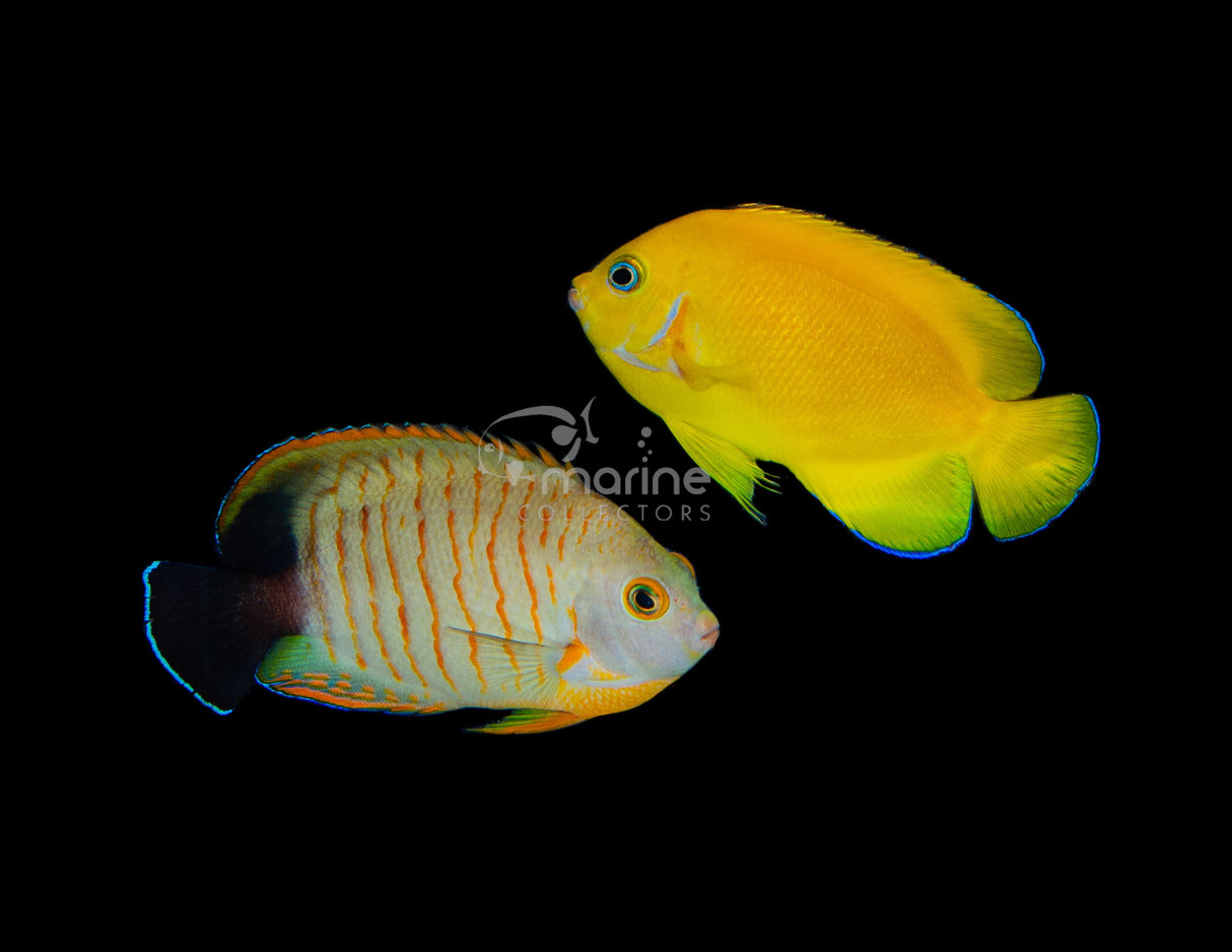 Cocopeel X Eibli Angelfish (BROODSTOCK PAIR)-Marine Collectors