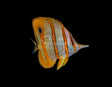 Copperband Butterflyfish (Eating PE Mysis)-Marine Collectors