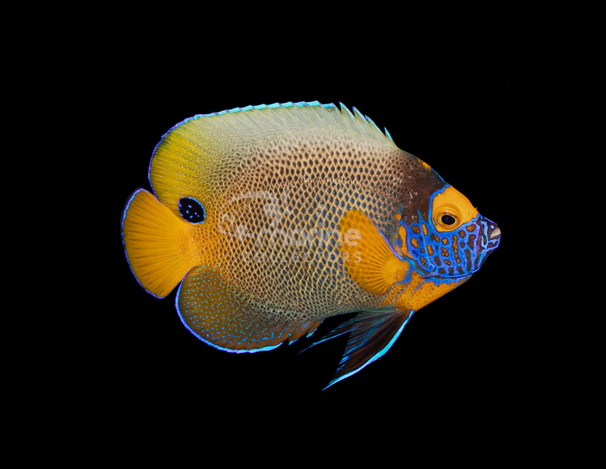 Blueface Angelfish