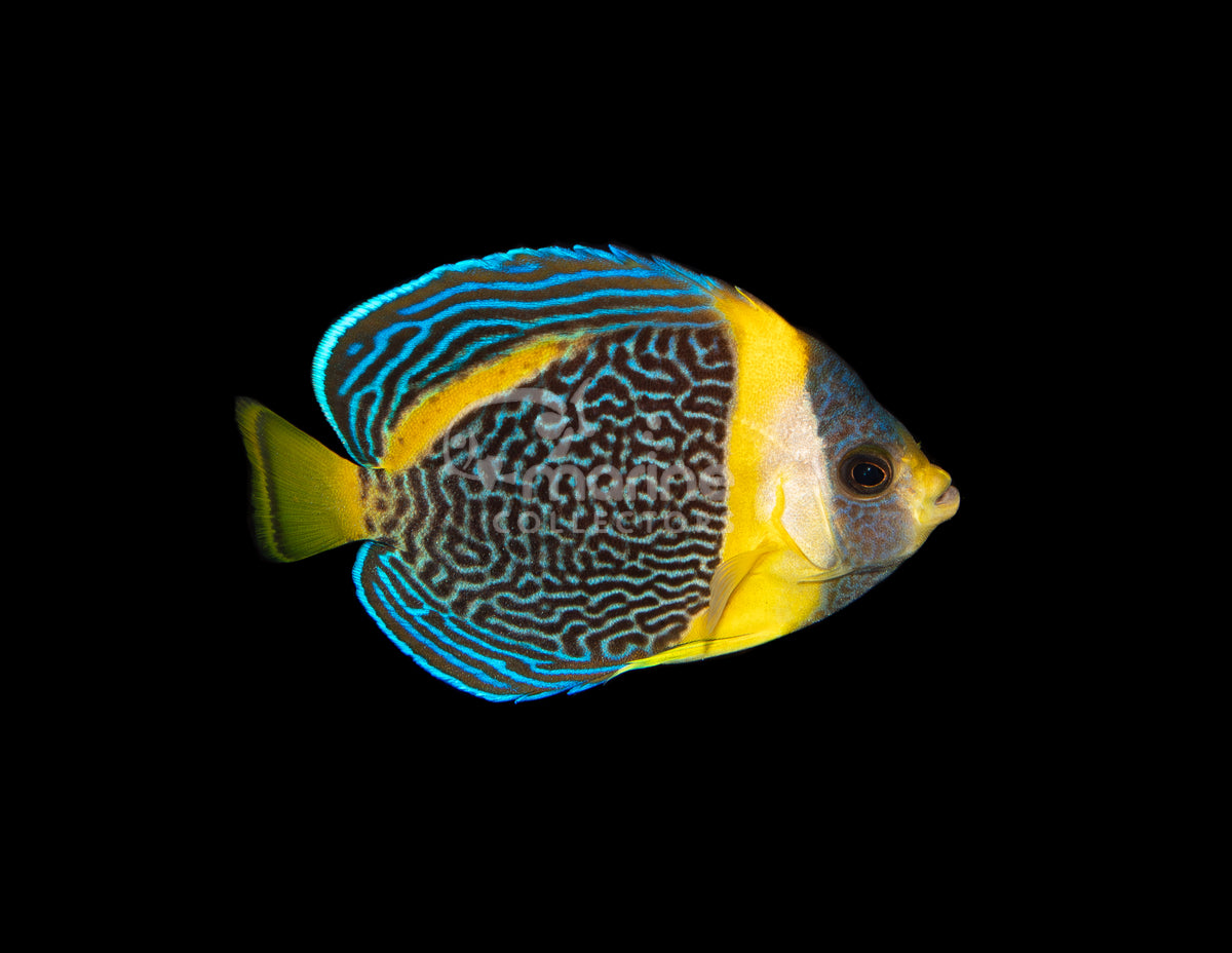 Scribble Angelfish