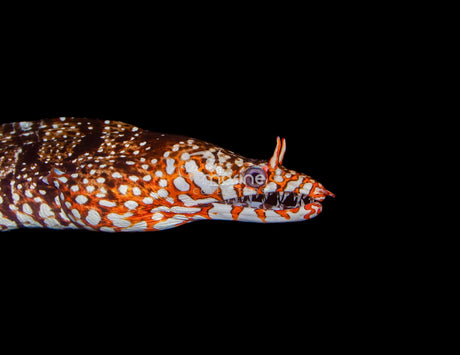 Dragon Eel-Marine Collectors