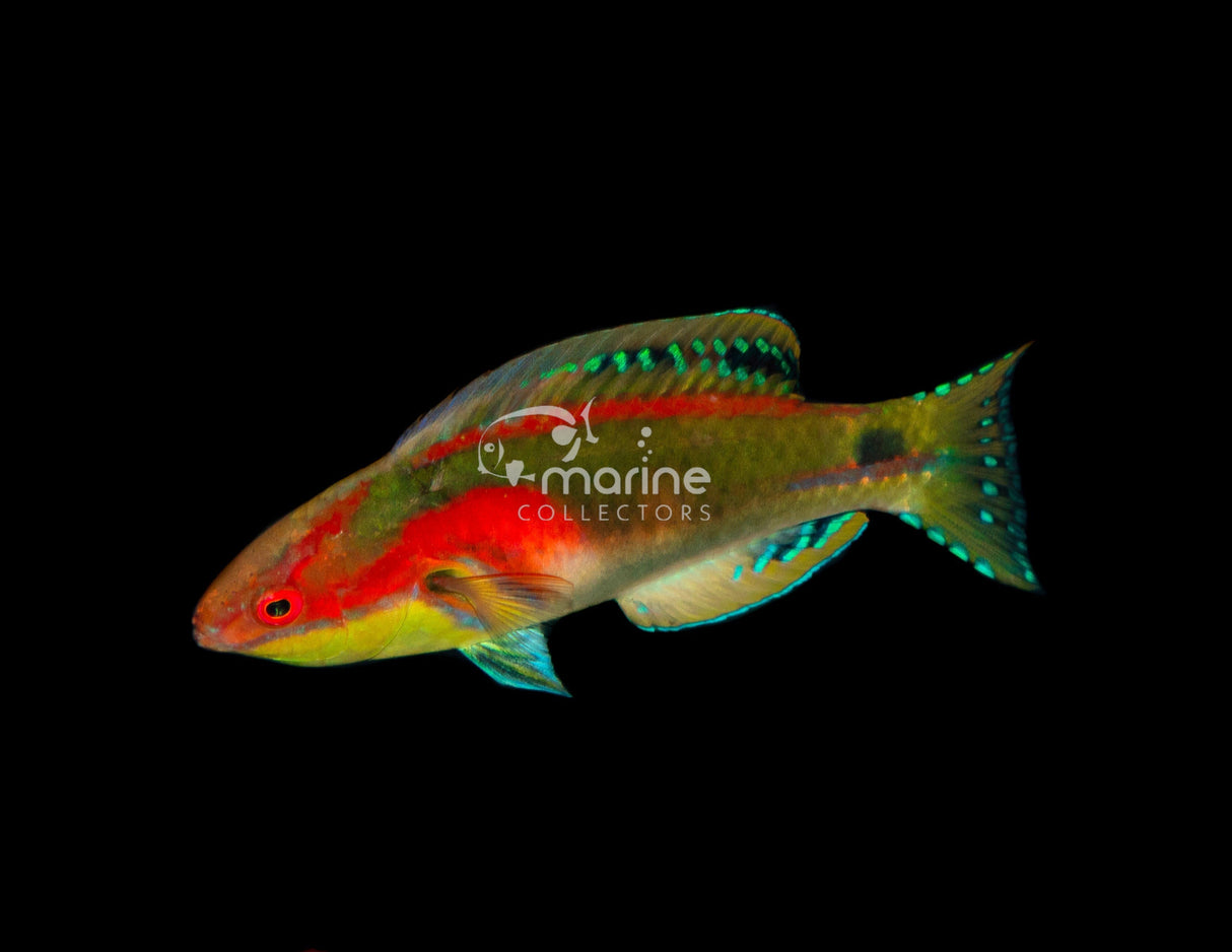 Exquisite Fairy Wrasse-Marine Collectors