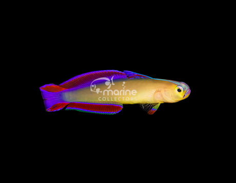 Exquisite Firefish-Marine Collectors