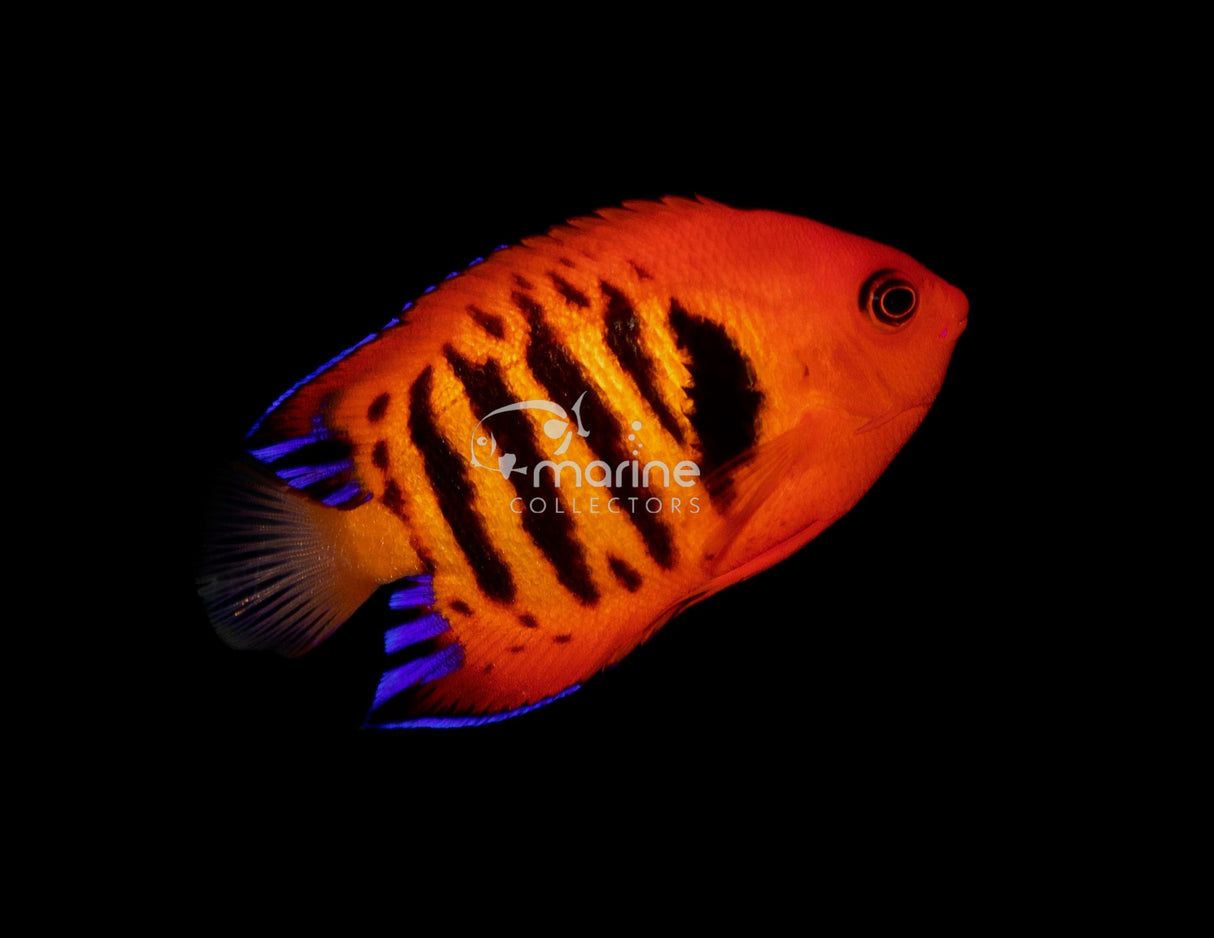 Flame Angel-Marine Collectors
