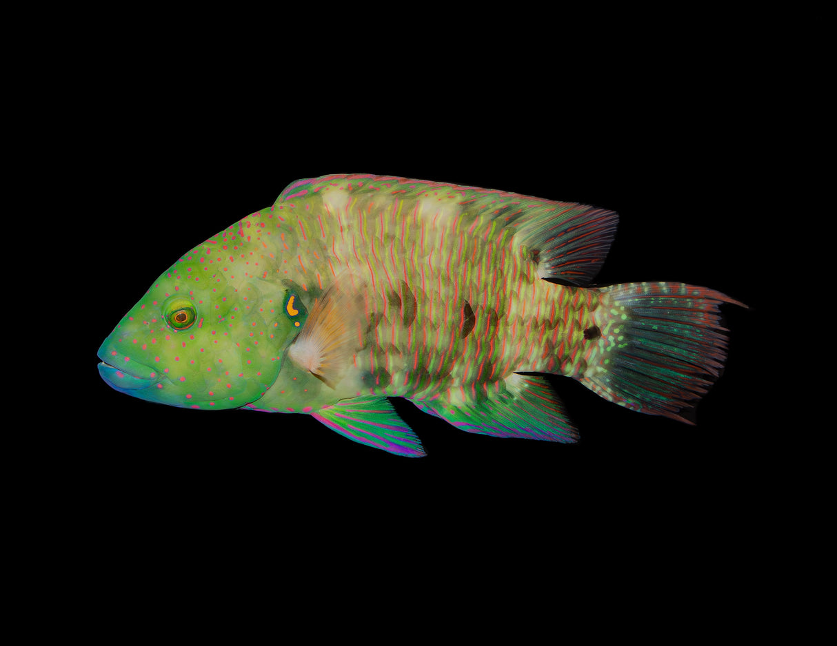 Broomtail Wrasse [MALE]
