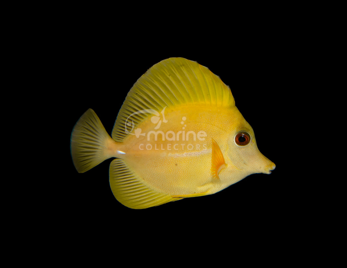 Yellow Scopas Tang
