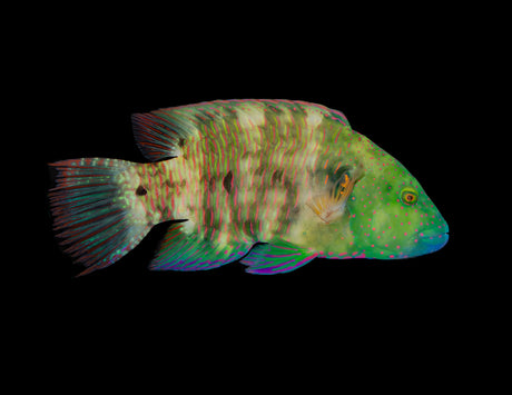 Broomtail Wrasse [MALE]
