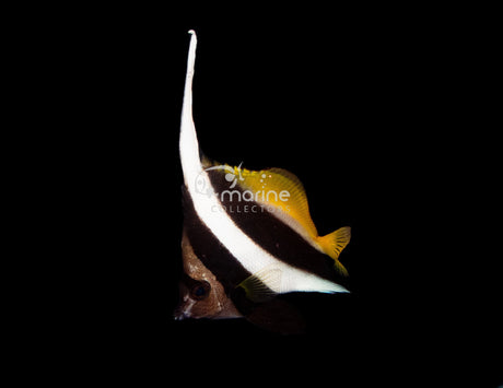 Heniochus Butterflyfish-Marine Collectors