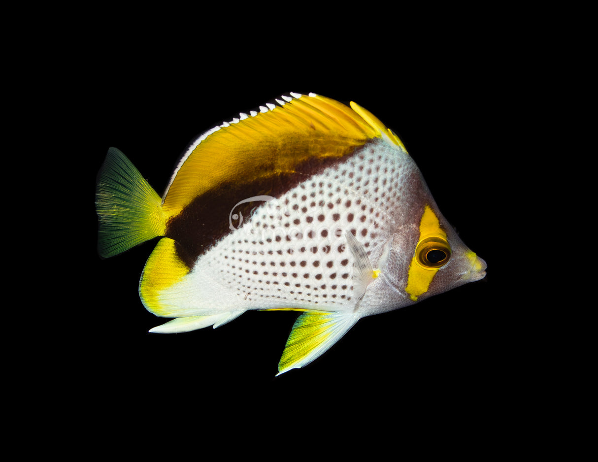 Declivis "Marquesan" Butterflyfish