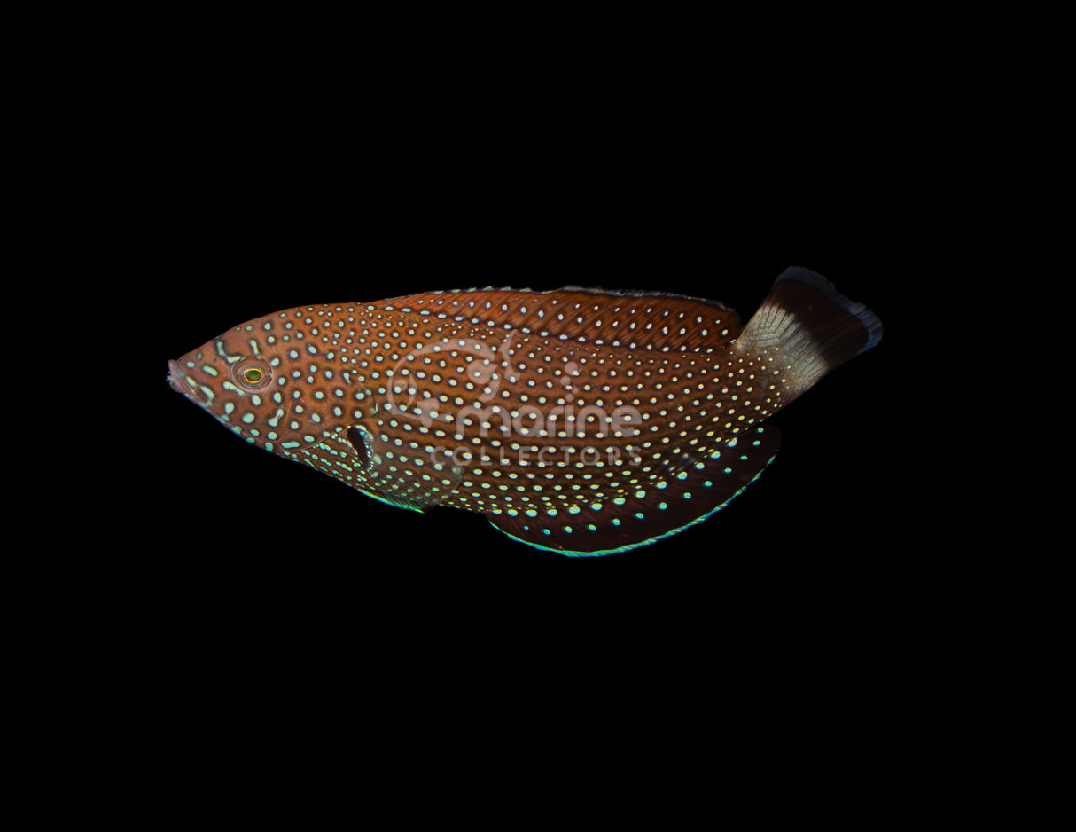 Blue Spot Tamarin #2