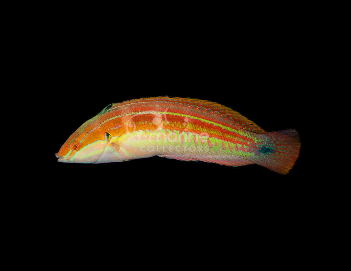 Spottail Coris Wrasse #2