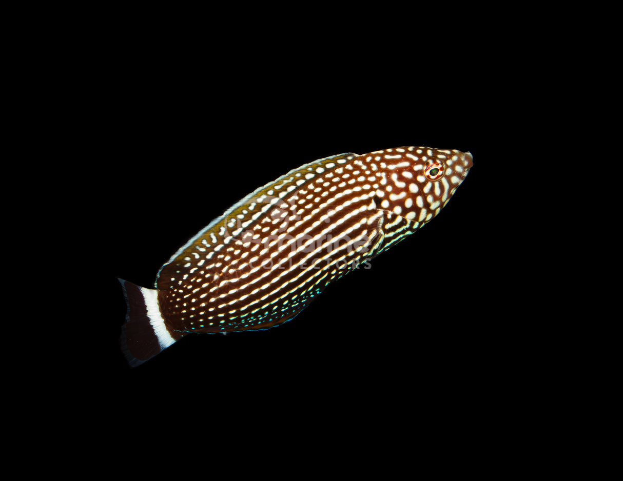 Lined Tamarin Wrasse
