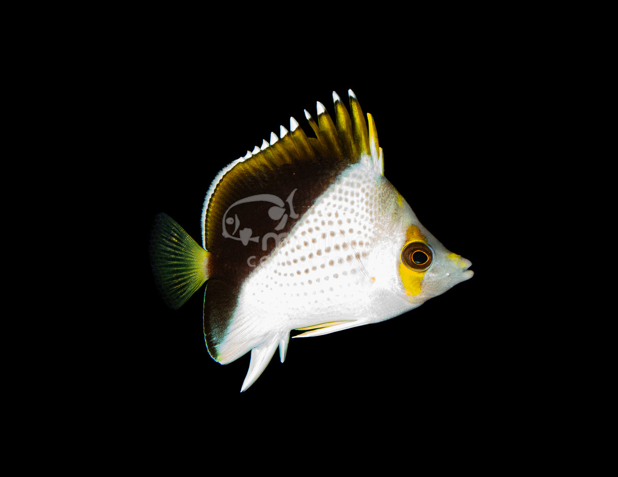Tinkeri Butterflyfish