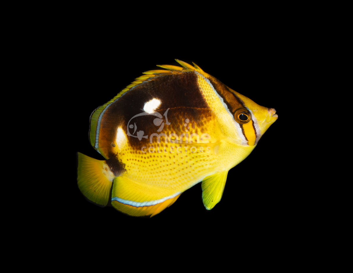 Four Spot Butterflyfish