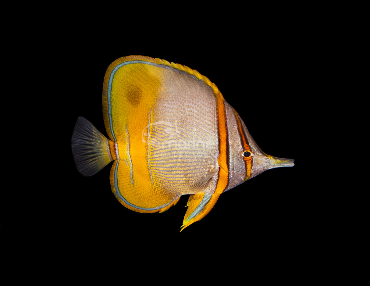 Marginalis Butterflyfish (Eating PE Mysis)