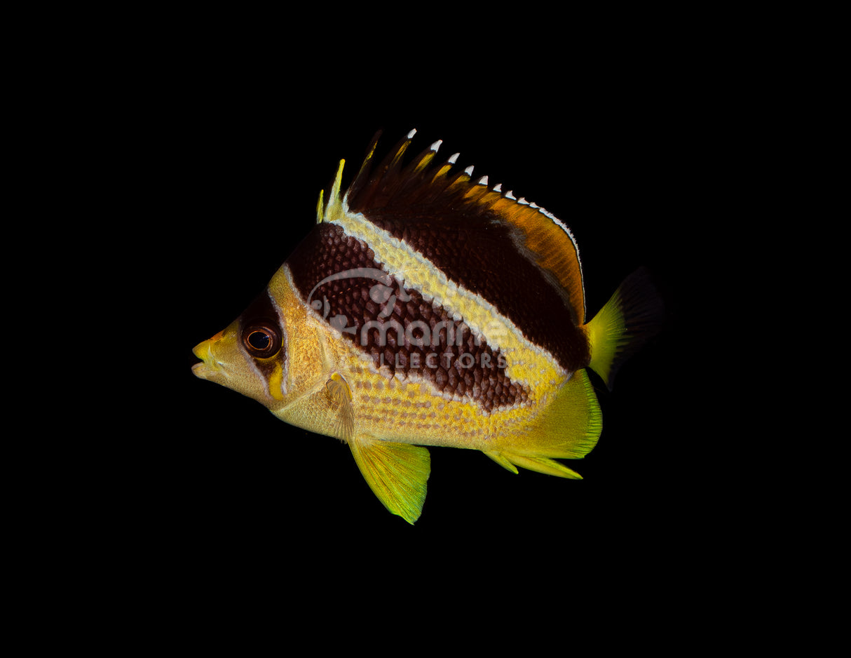 Mitratus Butterflyfish