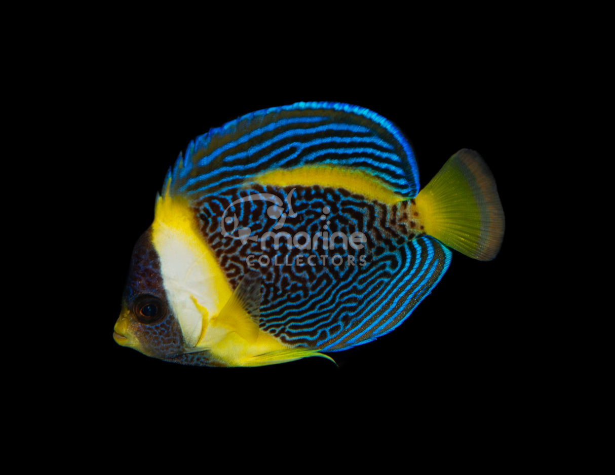 Scribble Angelfish #2
