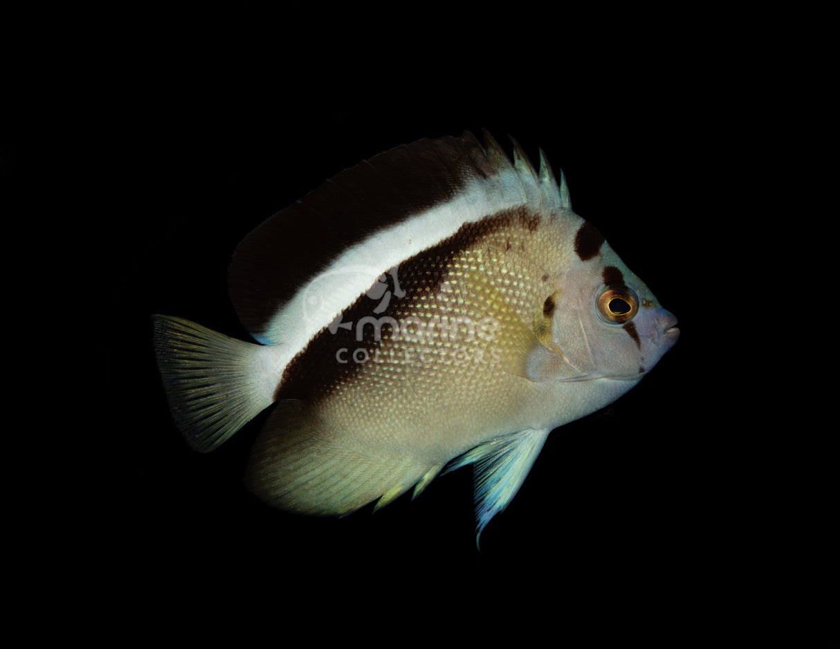 Griffis Angelfish