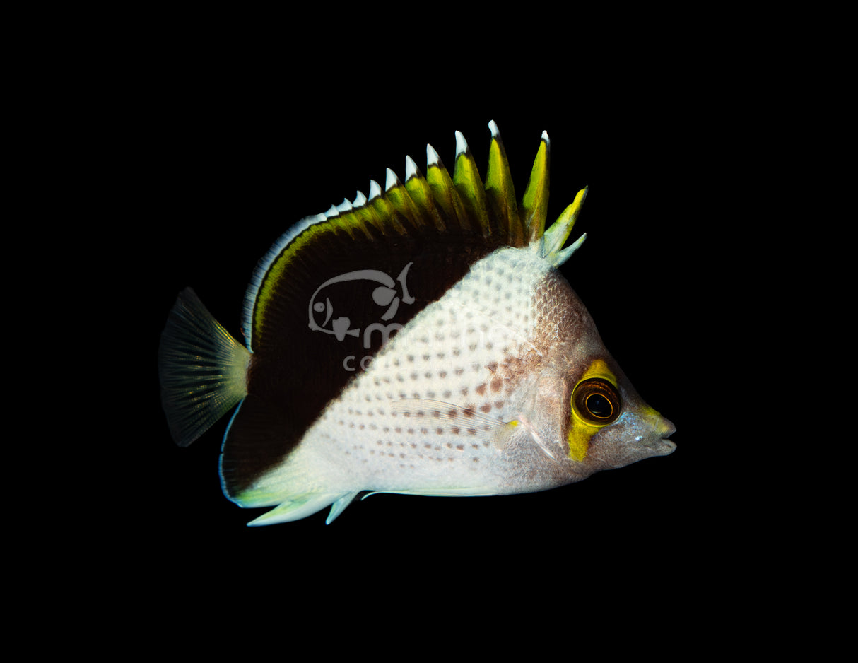 Tinkeri Butterflyfish