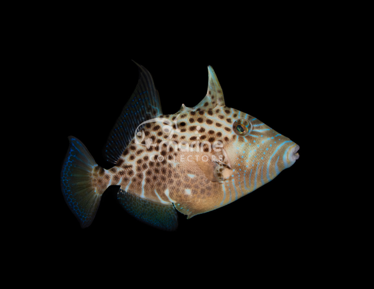 Golden Heart Triggerfish #1