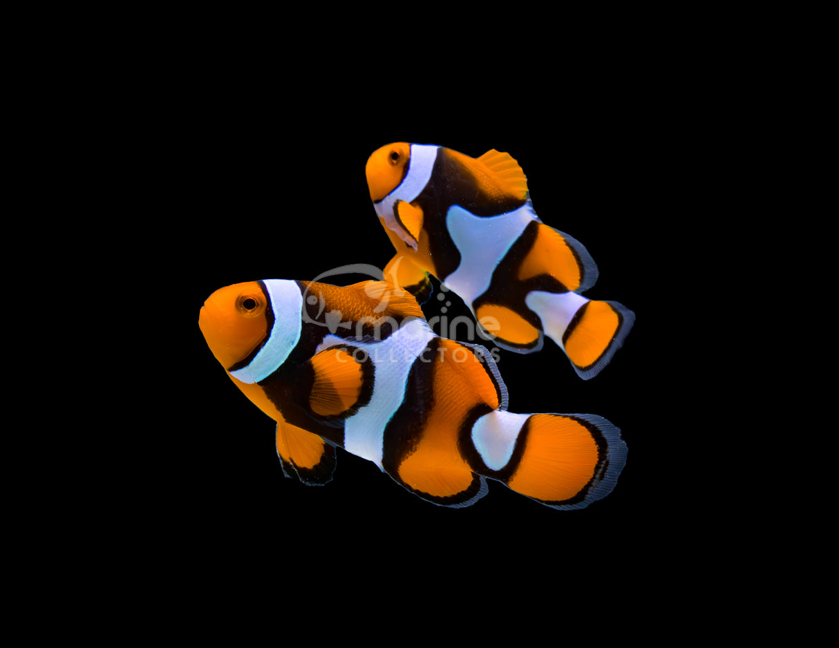 True Percula Clownfish (Wild Caught)